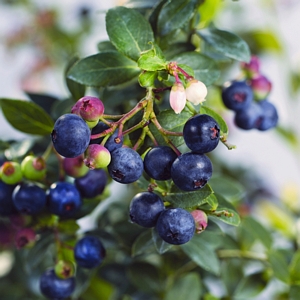 Blueberry Bushel and Berry Buckle